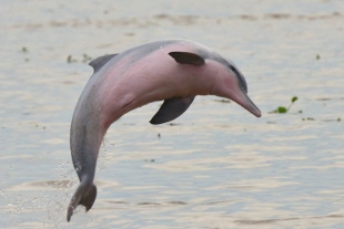 Delfines de agua dulce declarados en peligro de extinción; podrían desaparecer en 2021