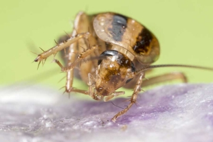 Descubren que pesticidas le dan súper resistencia a cucarachas alemanas