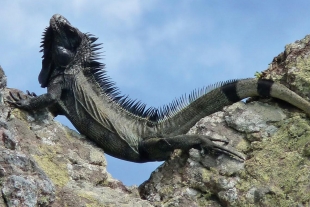 Descubren una nueva especie de iguana negra