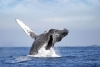 ¡Aplausos! Islandia planea dejar de cazar ballenas en 2024