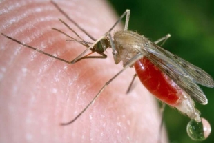 Lo que faltaba; el cambio climático podría aumentar los casos de malaria y tuberculosis