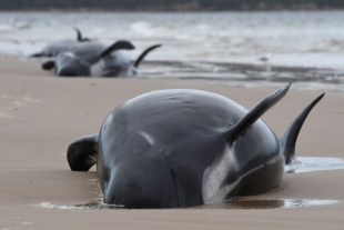 Mueren 380 ballenas varadas en Australia