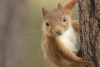 ¡Adiós nueces! Por primera vez, registran comportamientos carnívoros en ardillas
