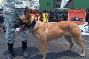 ¡Héroes perrunos! Conoce a “Rola” y “Pompo”, los peludos que ayudaron durante un rescate en Coahuila