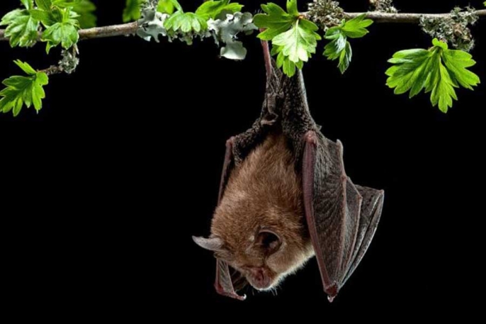 ¿Por qué los murciélagos se cuelgan de cabeza? Aquí la interesante respuesta