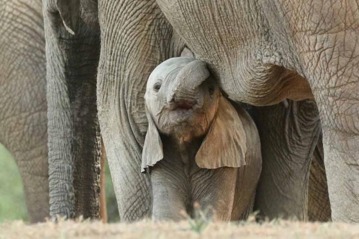 Después de 80 años, nacen en Sri Lanka unos elefantes gemelos machos