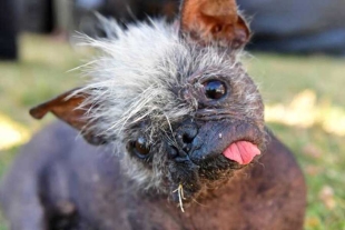 Conoce al “Sr. Rostro Feliz”, el nuevo perro más feo del mundo