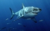 Organizaciones y ciudadanos piden a Costa Rica proteger sus tiburones