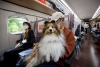 ¡Peludos a bordo! Tren bala de Japón acondiciona un vagón exclusivo para perros