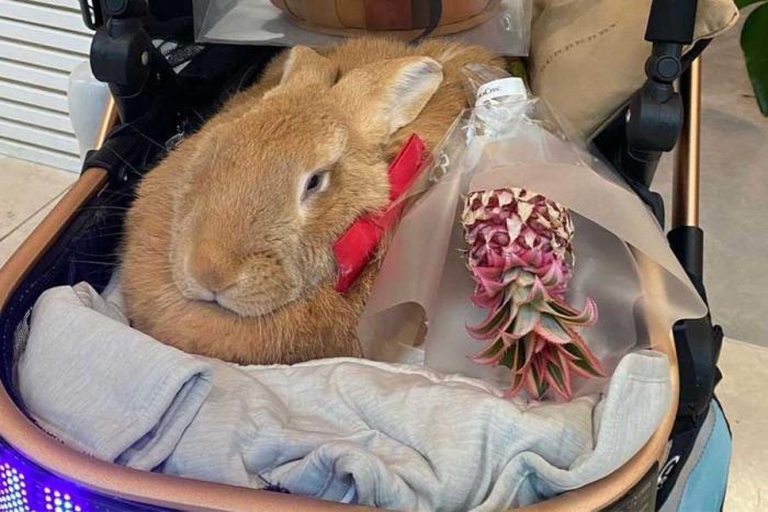 Conoce a “Alex”, el conejo robacorazones del aeropuerto de San Francisco