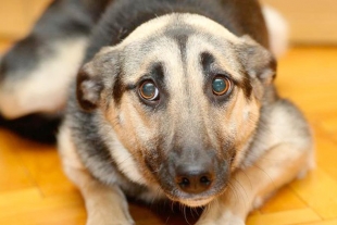 Perros pueden padecer alguna enfermedad mental