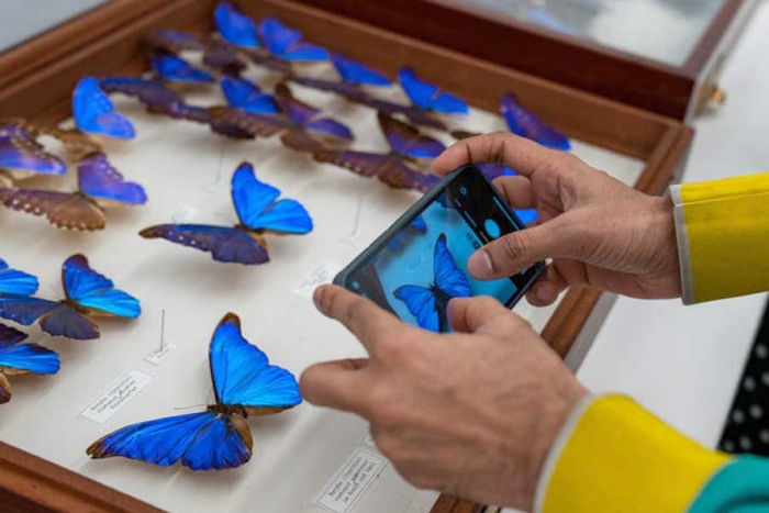 ¡Son americanas! Científicos reconstruyen la historia de las mariposas