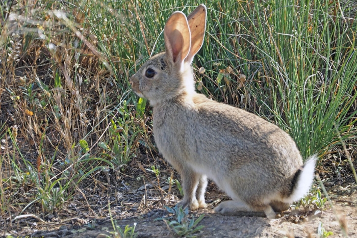 ¡Conejos se suman a las especies en peligro!