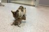 Gatita lleva a su cría al hospital y conmueve a las redes sociales