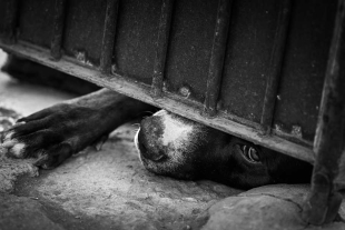 La autoridad judicial podrá sustituir total o parcialmente la pena por tratamiento psicológico hasta 180 día