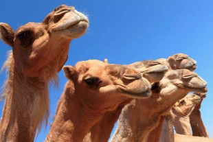 ¡Increíble! 43 camellos son descalificados de concurso de belleza por usar bótox