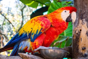 El paso de las aves de tonos marrones a coloridos responde a las modificaciones en la estructura del hábitat por la urbanización