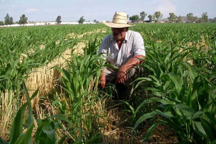 Hasta 15 años de prisión a quien desvíe recursos de los subsidios para el campo