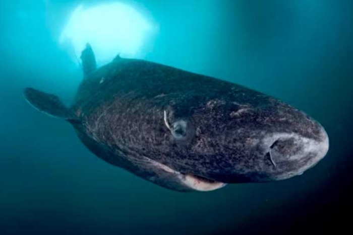 Reaparece un tiburón de 500 años, el vertebrado más longevo del mundo