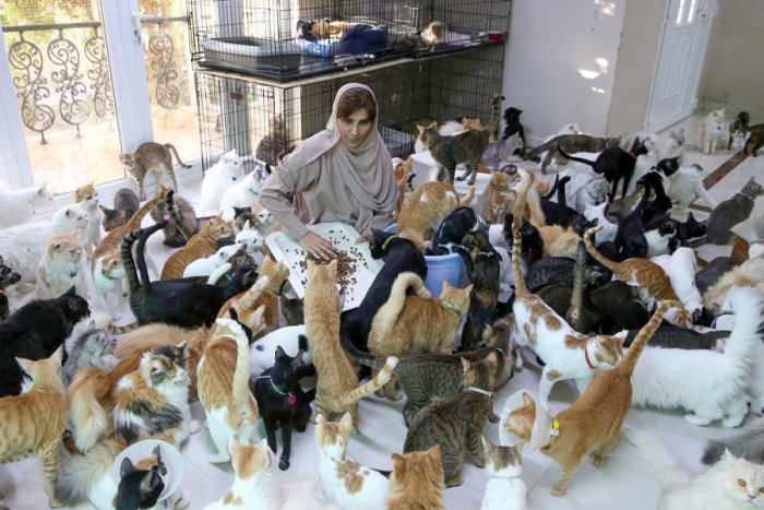 Mujer adopta a más de 400 gatos callejeros porque son “más fieles que los humanos”