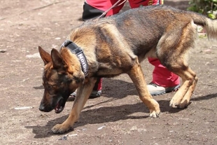 Binomios caninos, piezas clave para detectar tomas clandestinas de combustible