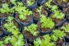Centroamérica promueve vegetales sanos a través de hortalizas