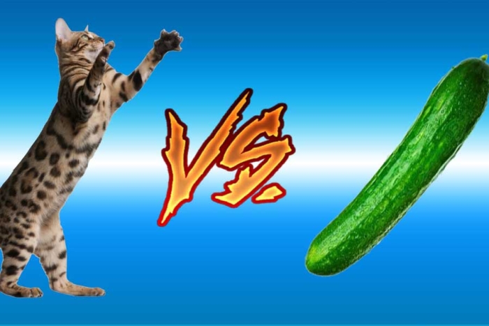 Gatos vs pepinos: ¿por qué mi mascota no los soporta?