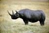 Una luz de esperanza para salvar al rinoceronte negro