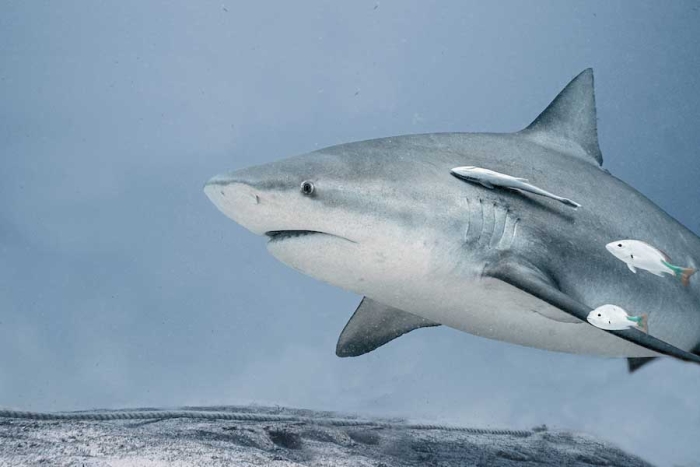 ¿Los tiburones duermen? sí, y la manera te sorprenderá