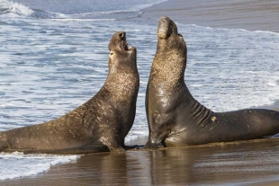 Elefantes marinos, los mamíferos que descienden al fondo del mar mientras duermen