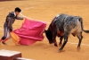Es oficial; las corridas de toros quedarán prohibidas en Sinaloa