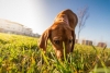 ¿Por qué a los perros les gusta comer sus desechos? Expertos de la UNAM responden