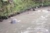 Encuentran cadáver de un hombre en el Río Tejalpa