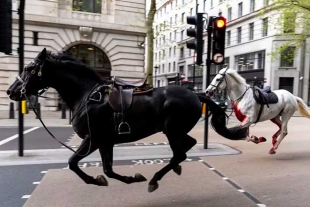 Los equinos, pertenecientes a la Caballería de la Casa Real