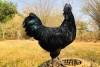 ¡De Indonesia para el mundo! Conoce las gallinas Ayam Cemani y su oscuro plumaje