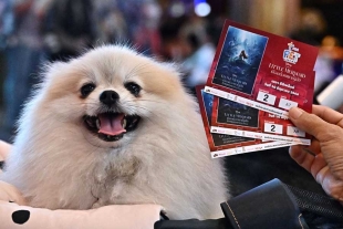 ¡Qué envidia! Tailandia inaugura su primer cine pet friendly