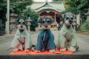 El santuario Ichigaya Kamegaoka, en Tokio, se encuentra listo para recibir tanto fieles humanos como a sus mascotas