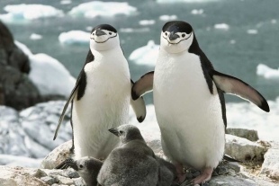Barbijo, la increíble especie de pingüino capaz de tomar miles de siestas al día
