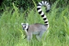 La especie del Rey Julien en la Lista Roja de especies en extinción