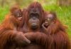 Triste, pero cierto; población de orangutanes cayó un 60% en los últimos 40 años