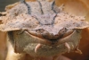 Tortugas Matamata: de las más extrañas del mundo