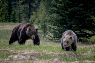 Avistamientos de osos en Yosemite se ‘cuadruplican’