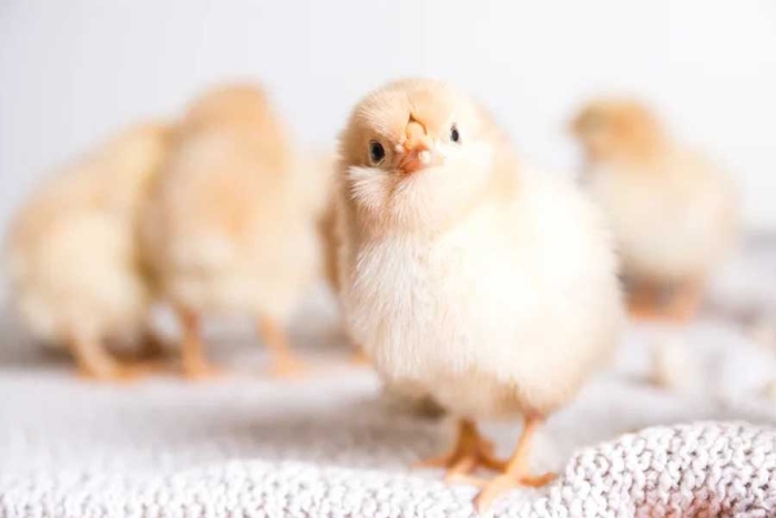 Laboratorio de la oveja “Dolly” crea pollos a prueba de gripe aviar
