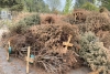 Transforma Metepec mil 540 árboles de navidad secos en composta