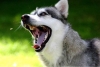 ¡Insólito! En Guanajuato, multan a dueño de husky por sus fuertes ladridos