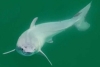 ¡Para la historia! Avistan por primera vez a un tiburón blanco cerca de Galápagos