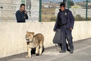 Capturan a un cachorro de león que deambulaba por calles de Xonacatlán
