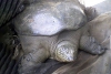 Muere una de las tortugas más amenazadas del mundo