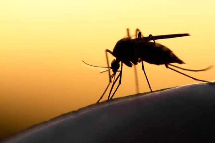 Emiten medidas preventivas para evitar enfermedades por mosquitos