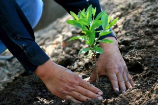 ¡37 mil árboles! Anuncian campaña masiva de reforestación en Valle de Bravo